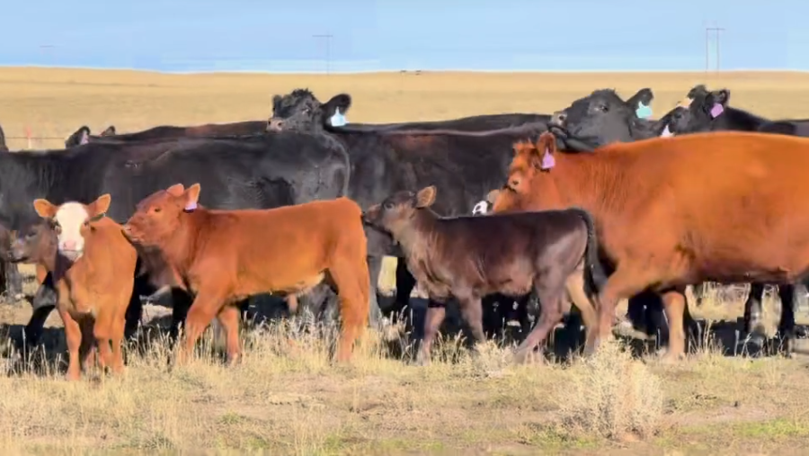 1250 lb fall pairs! Gentle ready to work!- CP1022A5